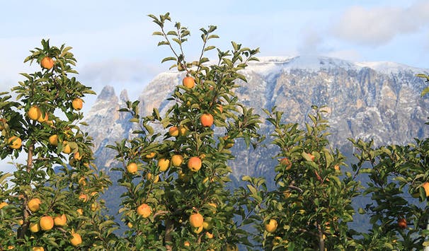 Learning activities include theoretical classes, practical activities, field trips and internships.