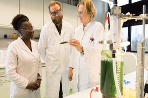 Fermentation mit Algen im Photobioreaktor