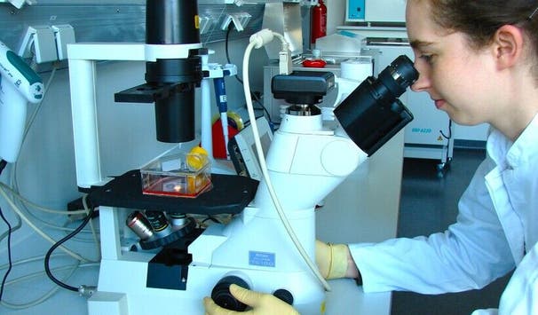 Mikroskopieren von Zellkulturen