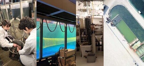 MSc of Engineering in Sustainable Fisheries and Aquaculture