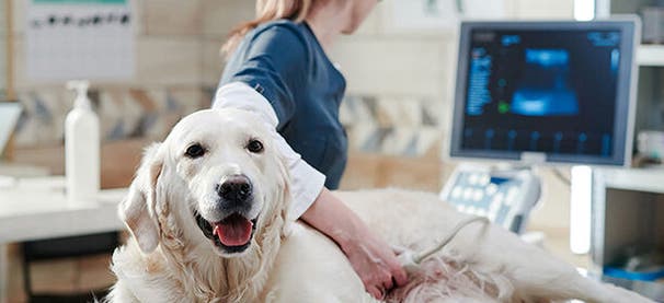 Doctor of Veterinary Medicine, DVM