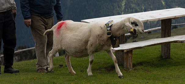 Smart Sustainable Agriculture Systems in Mountain Areas